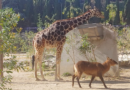 SMA garantiza medidas de atención a ejemplares del Zoológico del Altiplano